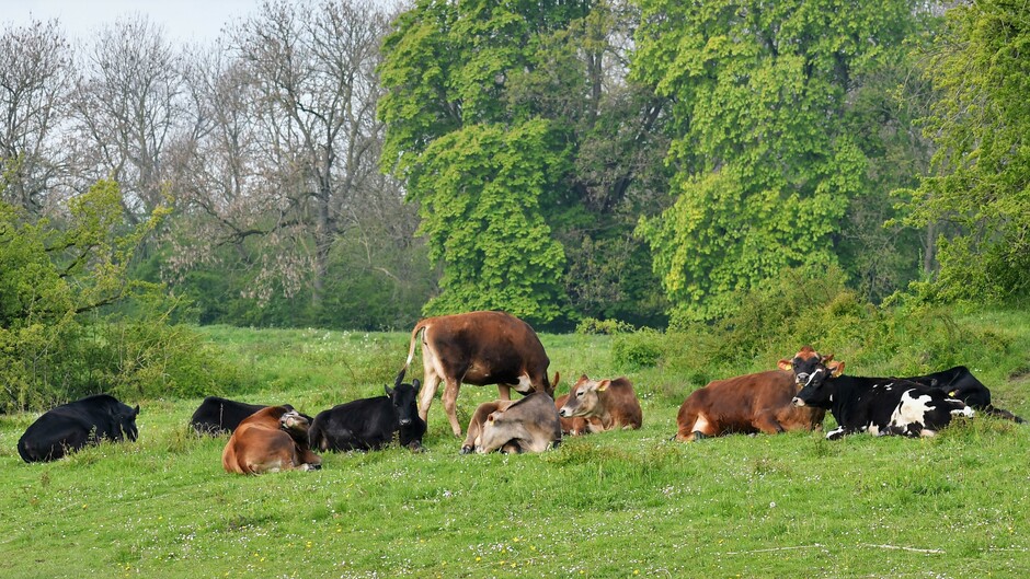Alles kleurd weer lekker groen. De koeien staan  in de wei, het is lente.  Nu de temperatuur nog!