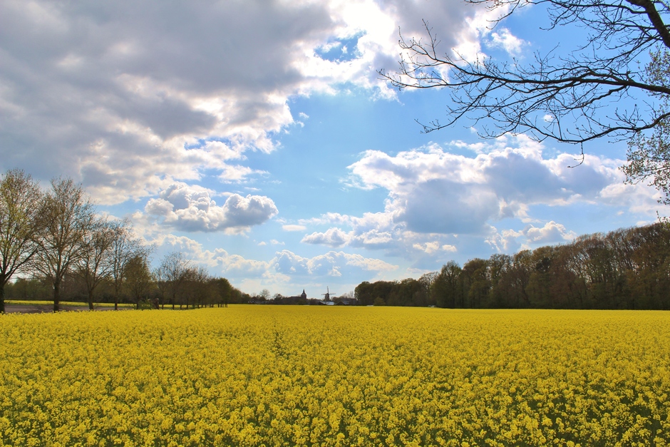 wolken en af en toe zon over het gele veld 