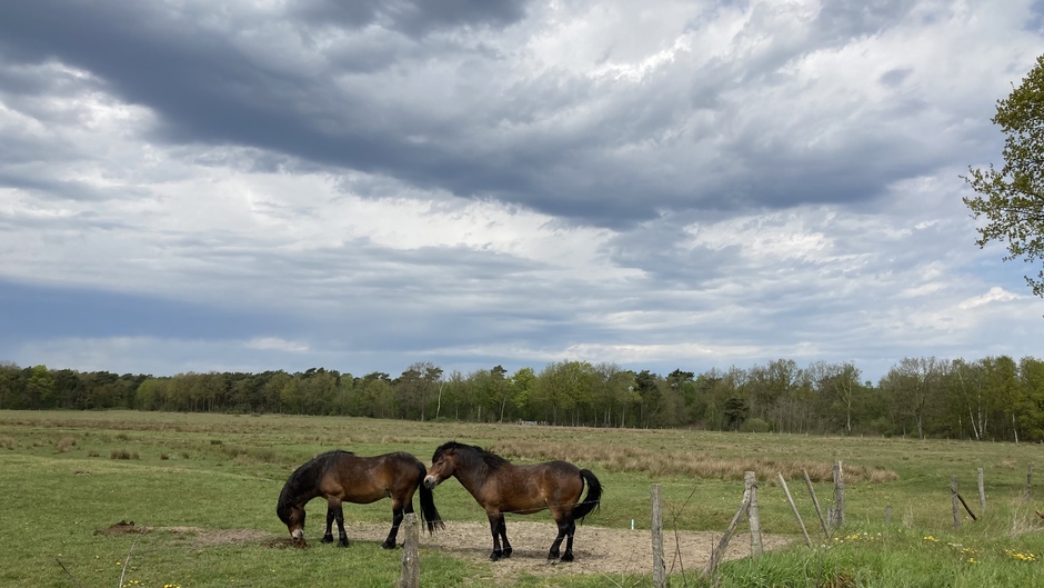 Paardjes knus bij elkaar onder dreigende wolken
