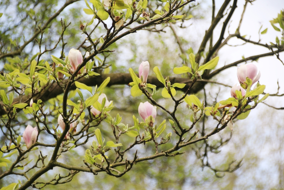 Prachtige magnoliaboom 