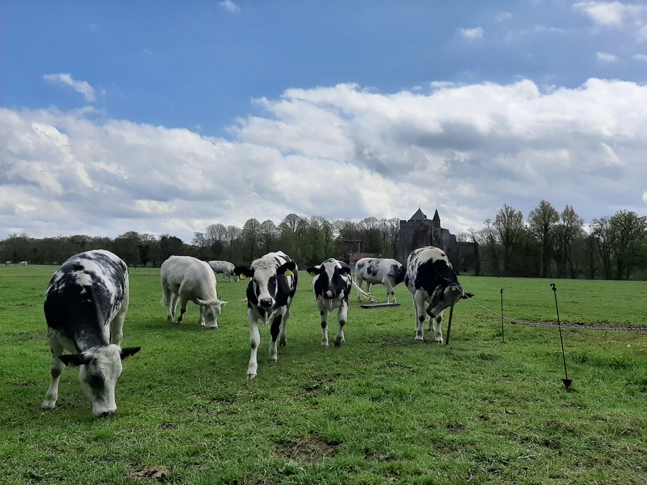Koeien in het veld 