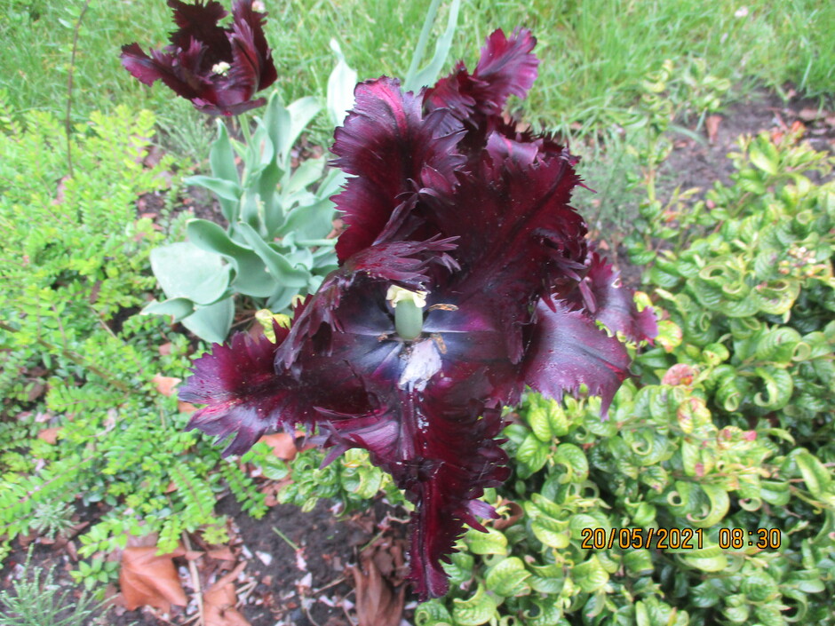 Tulp met diep paarse-zwarte kleur