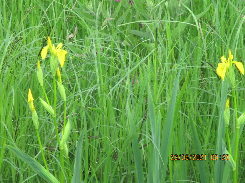 De gele water iris