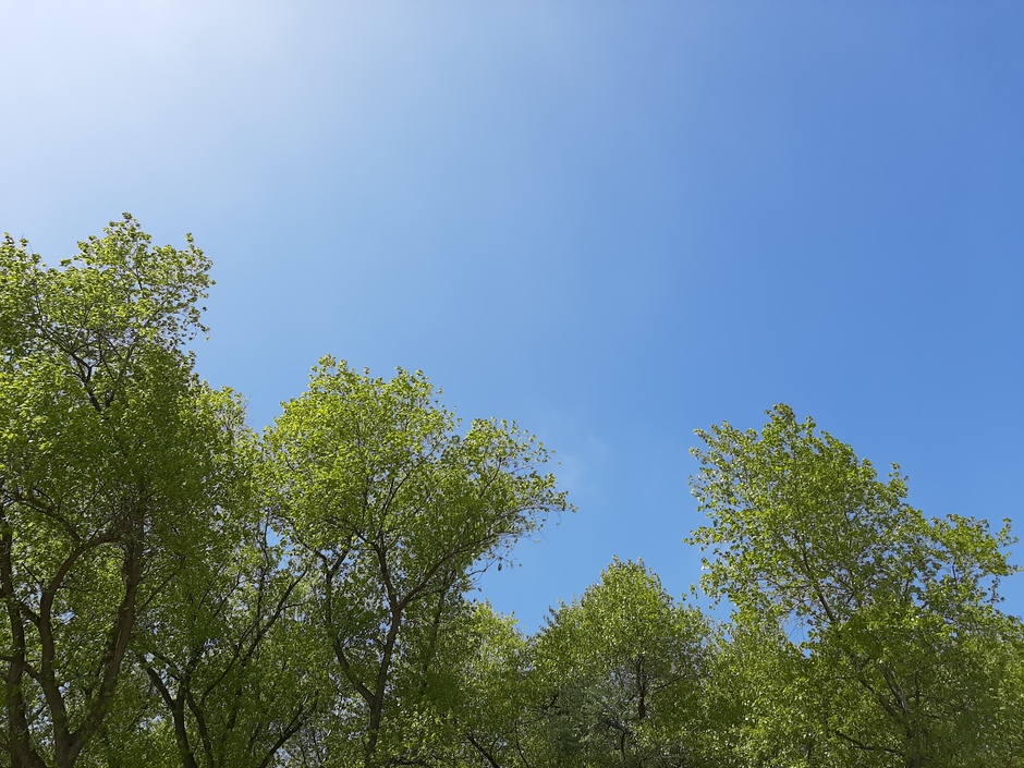 Groene bomen en een blauwe lucht 