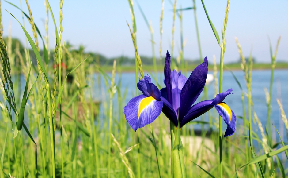 Een prachtige blauwe lis/iris aan de waterkant. 