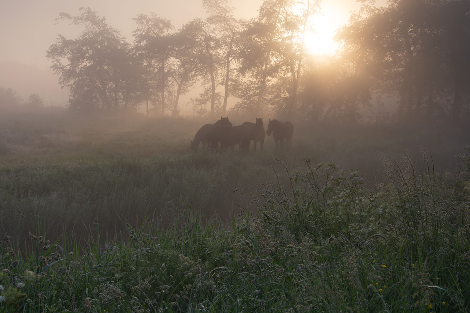 Friese paarden in de ochtend mist.