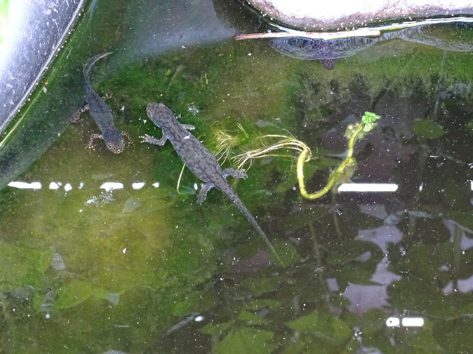 Watersalamanders genieten in het zonnetje 