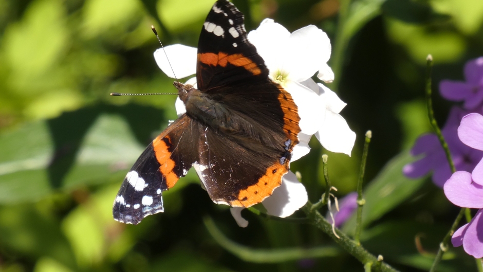 Gehavende Atalanta vlinder 