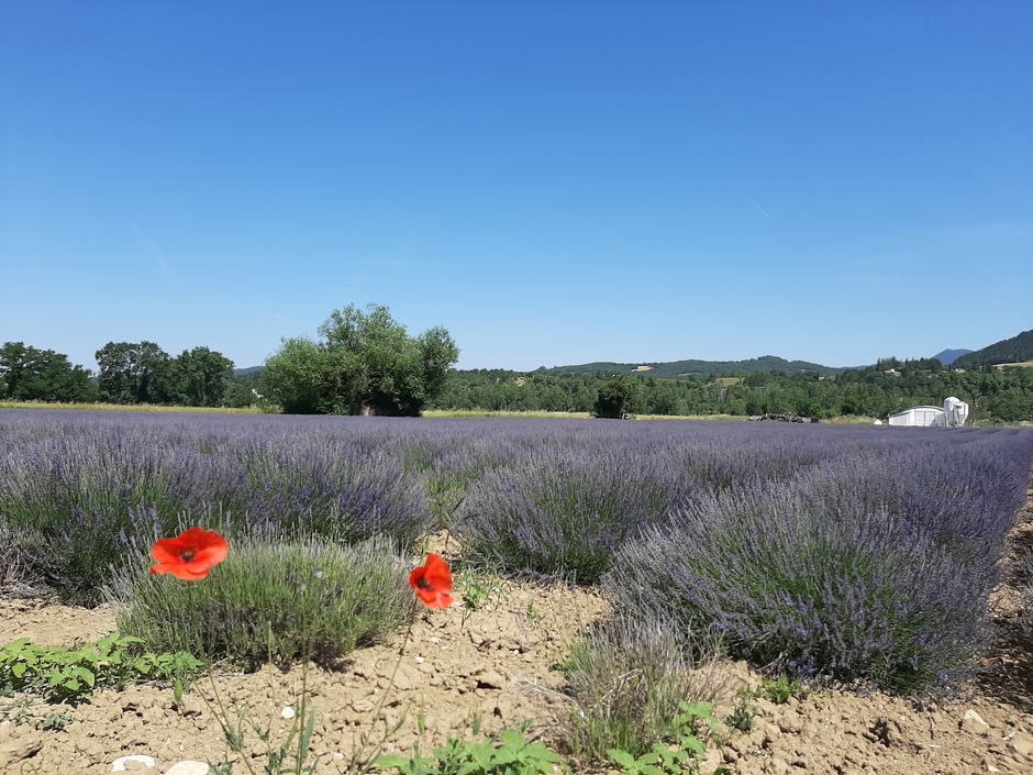 Bloeiende lavendelvelden in de Drome, Frankrijk 