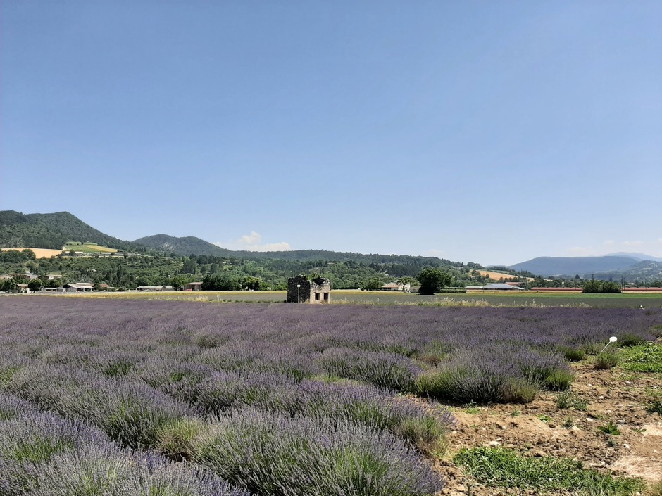 Prachtige lavendelvelden in de Drome, Frankrijk 