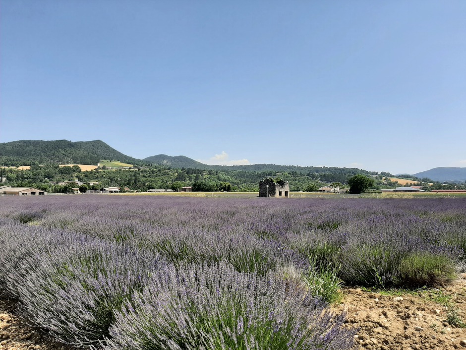 Mooie bloeiende lavendelvelden in Frankrijk 
