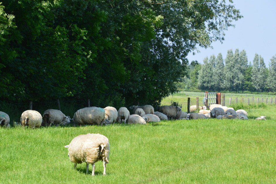 Schaduw voor de schapen