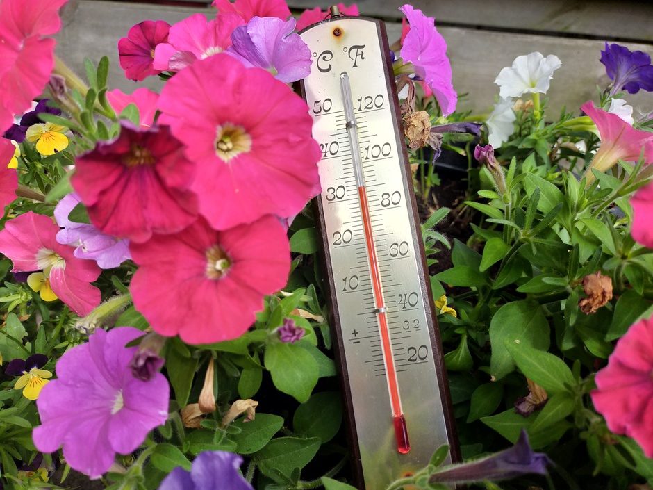 Thermometer: 32 gr. tussen de bloemen