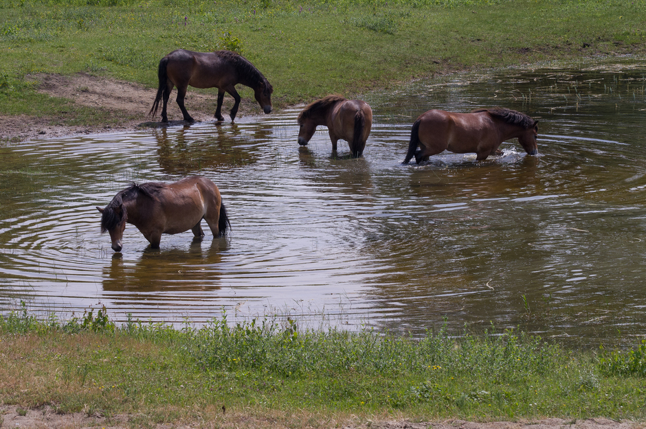 Exmoor pony's in een duinpoeltje