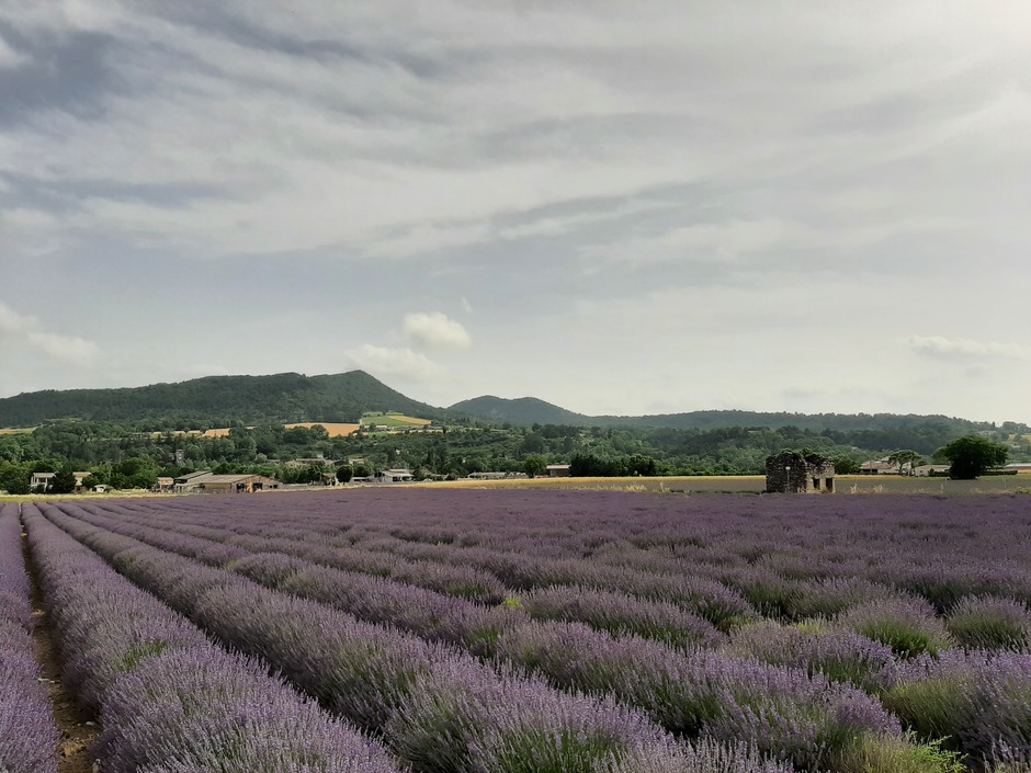 Mooie lavendelvelden in de Drome, Frankrijk 