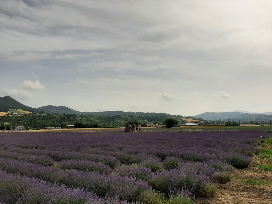 Mooie lavendelvelden in de Drome, Frankrijk 