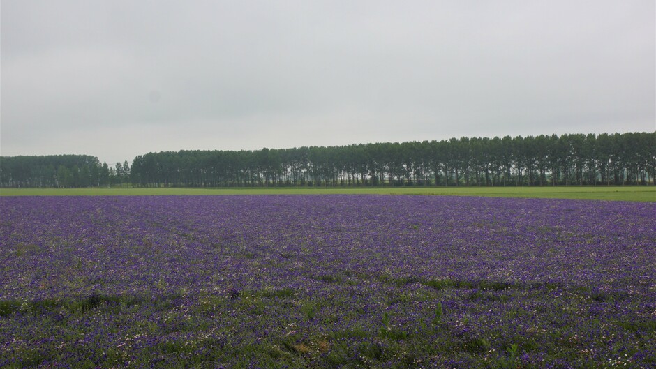 grijs en motregen 17 gr in de polder blauwe korenbloemen op het land