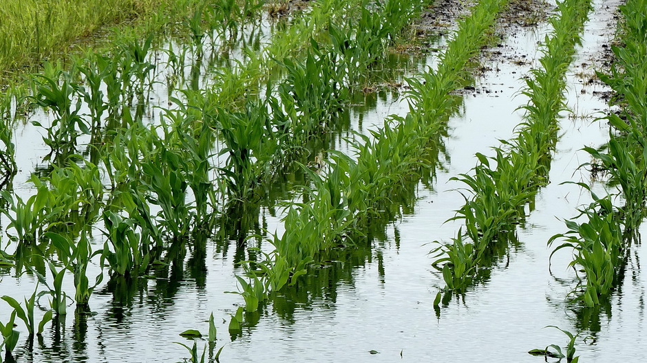 Maisvelden versus Rijstvelden