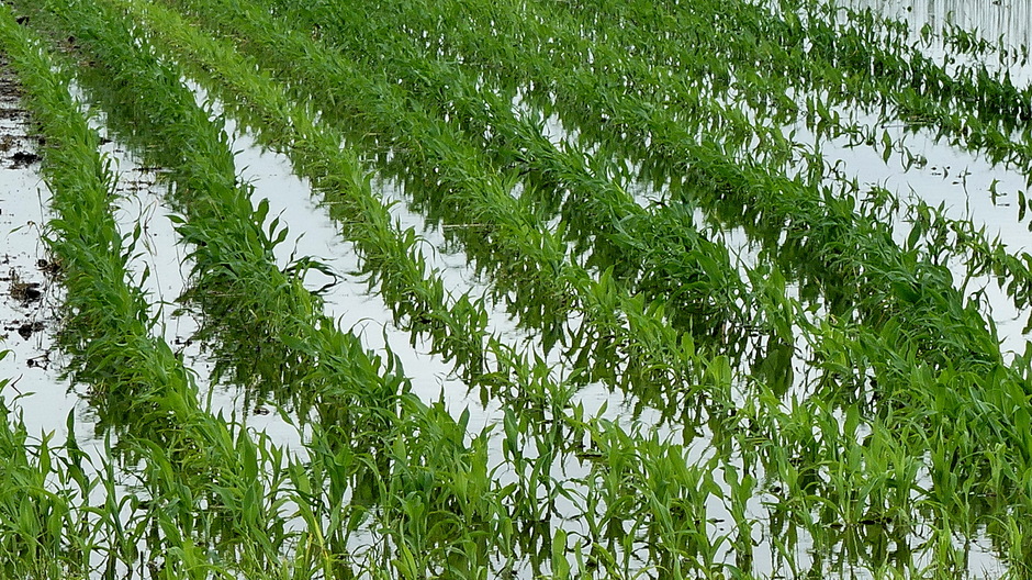 Maisvelden versus Rijstvelden