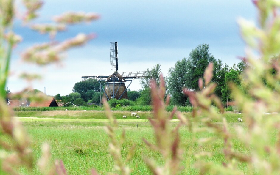 zomer in de polder