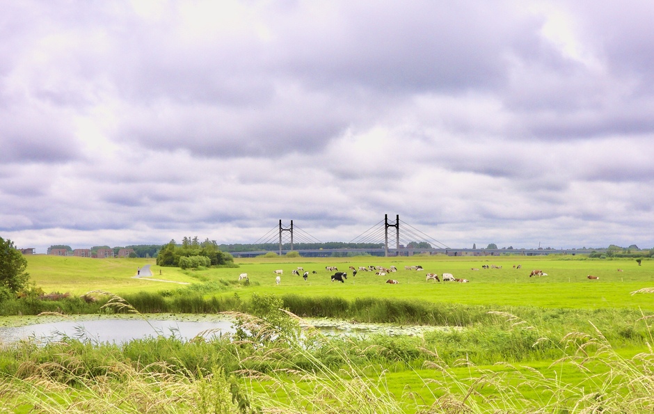 Kamper Molenbrug over de IJssel vanmiddag met koeien er bij