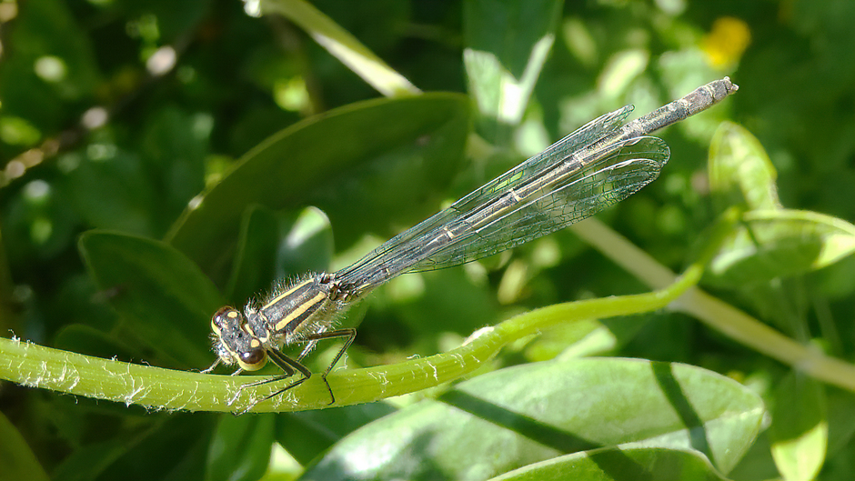 Libelle (Dragonfly)