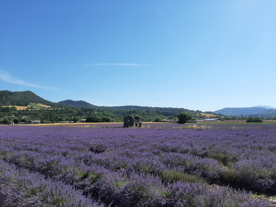 Mooie lavendelvelden in Frankrijk 