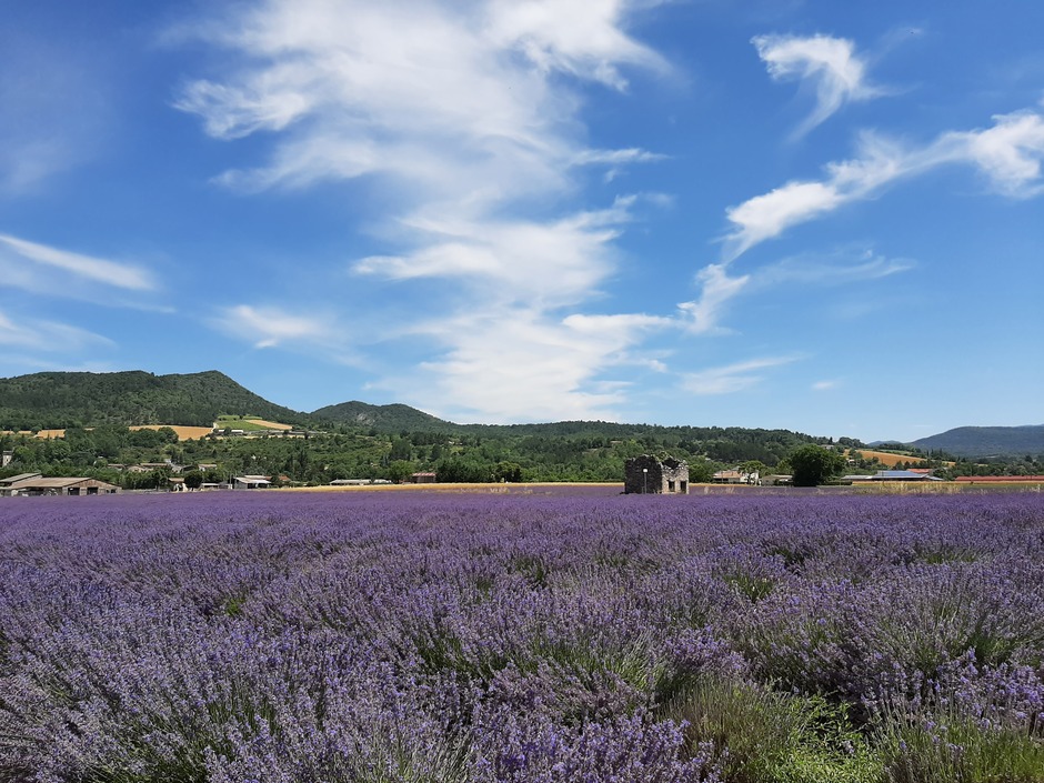 Sluierbewolking en mooie lavendelvelden in Frankrijk 