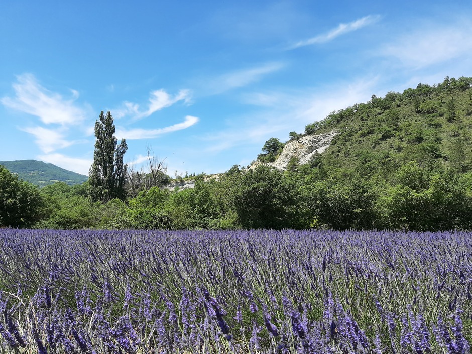 Lavendel wat sluierbewolking in Frankrijk 