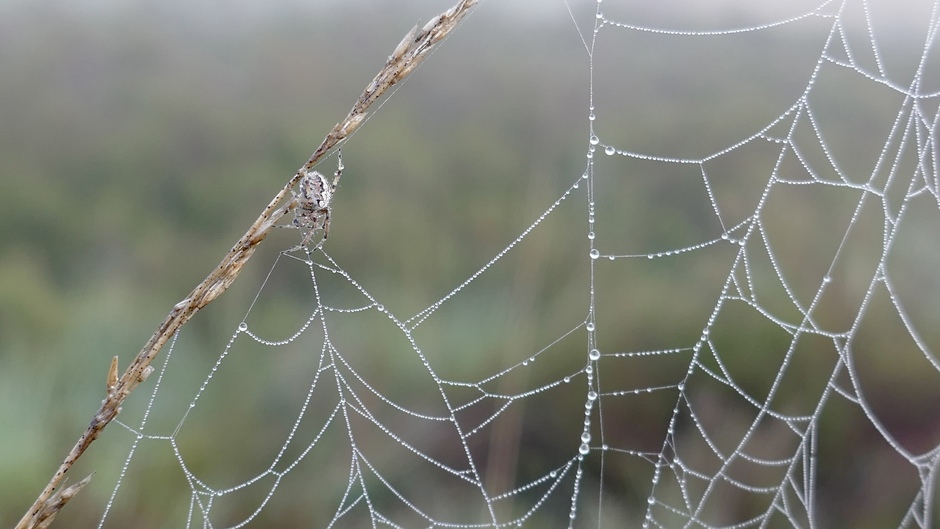 Spinnig webje
