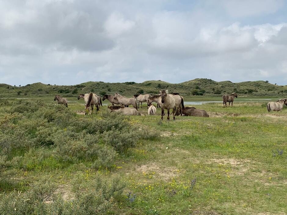 Kudde wilde paarden in de duinen 