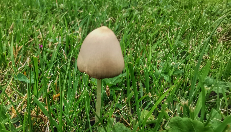 De paddenstoelen groeien alweer goed