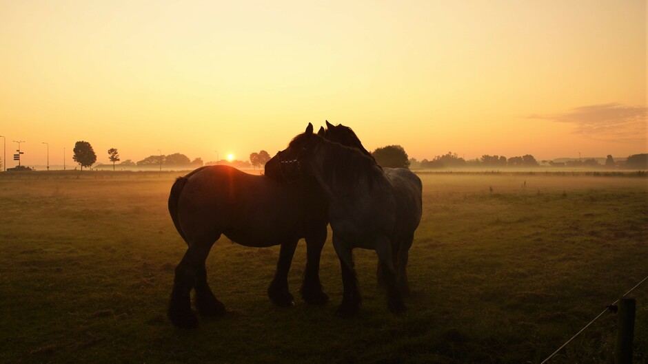zonsopkomst even later met nevel16 gr paarden kammen elkaar
