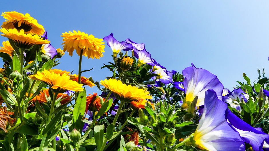 Prachtige strak blauwelucht en zomerbloemen
