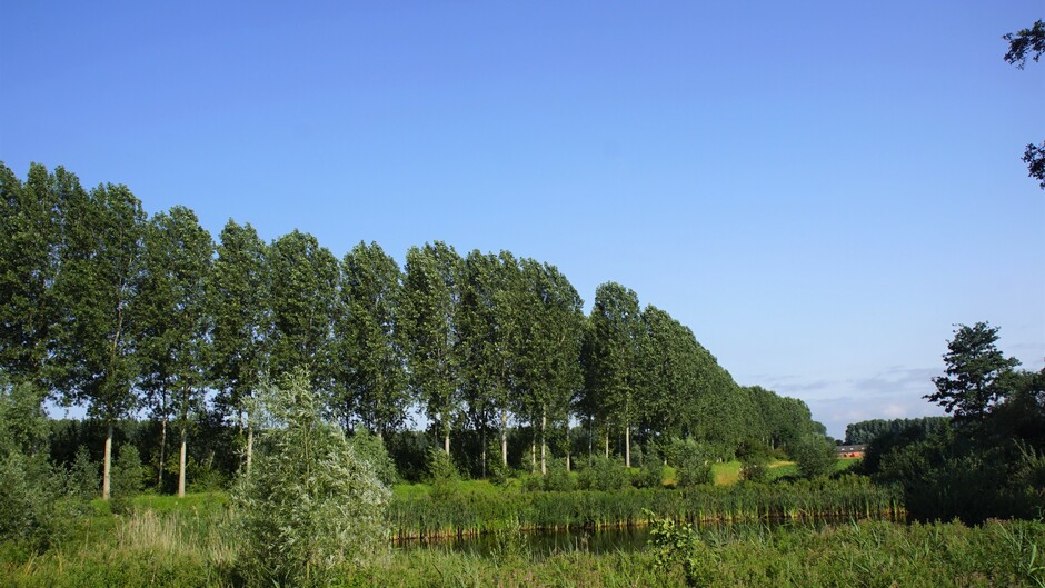 zon blauwe lucht dijk bomen weel in de polder zomer 18 gr
