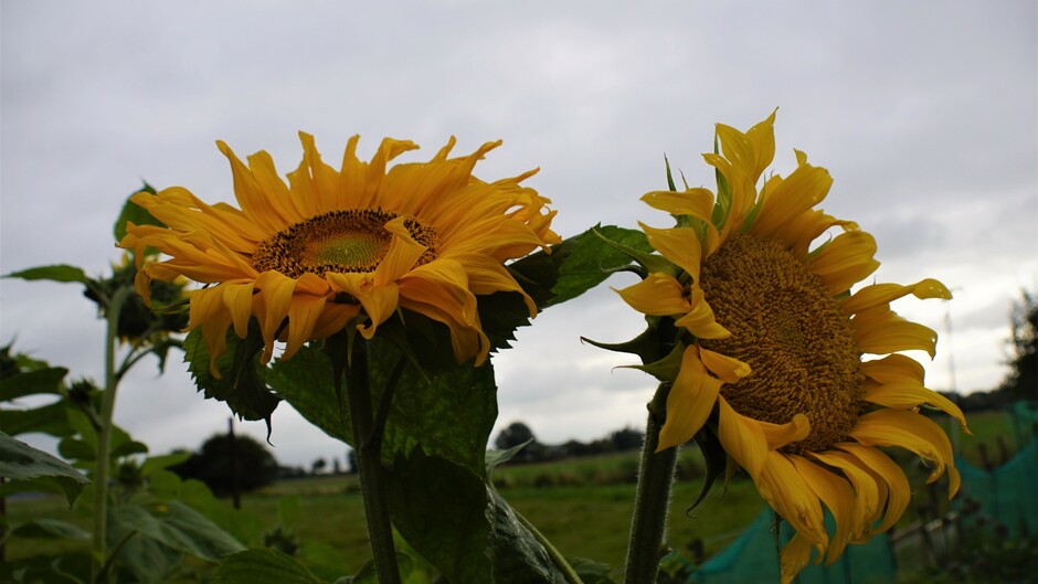 bewolkt en een knipoog van de zon16gr zonnebloemen 