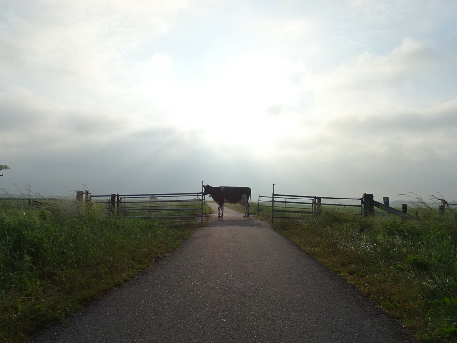 De laatste koe loopt naast het veerooster op de Rijndijk in Wognum, naar het andere weiland !