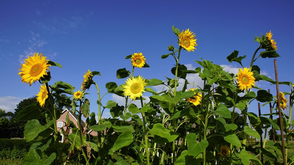 zonnig blauwe lucht en zonnebloemen iets bewolking 17 gr