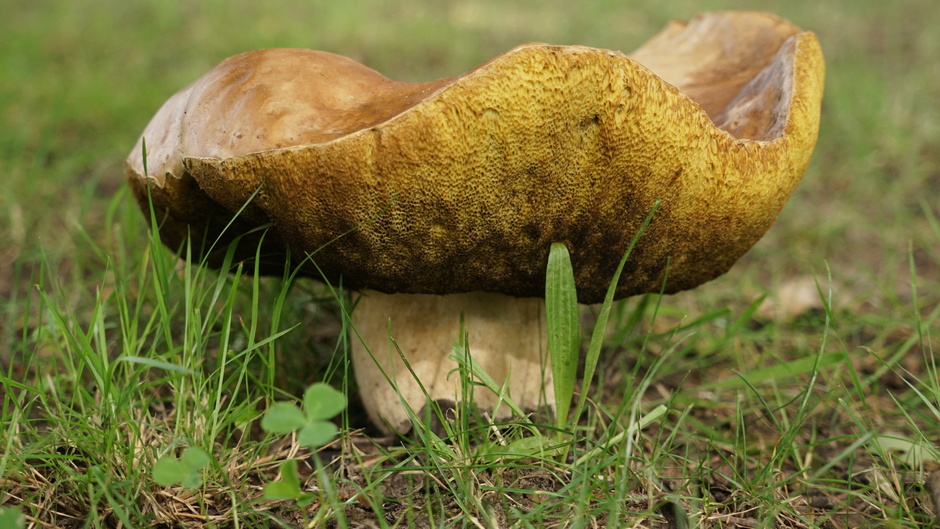 Flinke paddenstoel