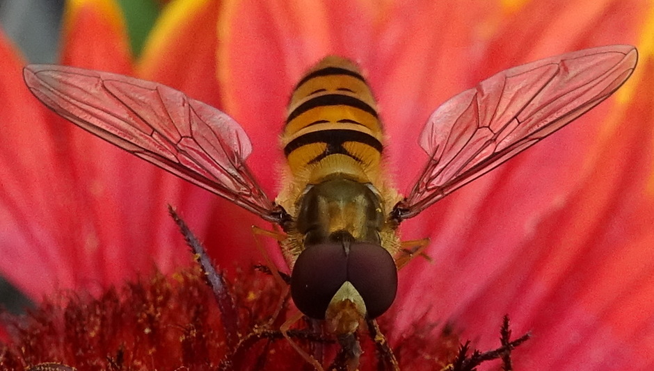 Bijen, wespen en hommels