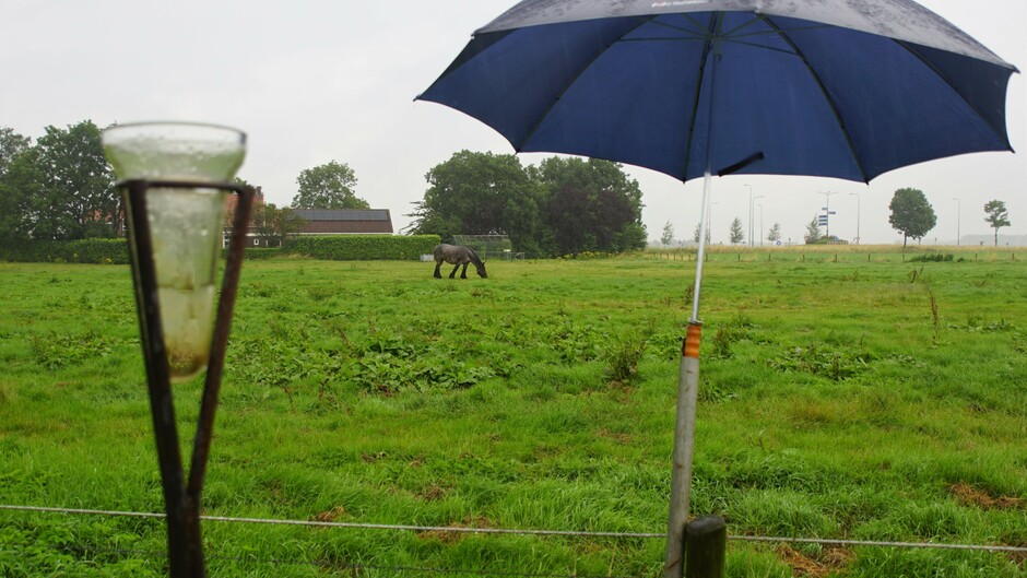 grijs en regenachtig paraplu weer 7 mm geregend vanmorgen 17 gr