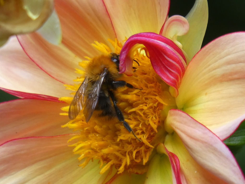 Dahlia: een echte hommel- en bijenmagneet
