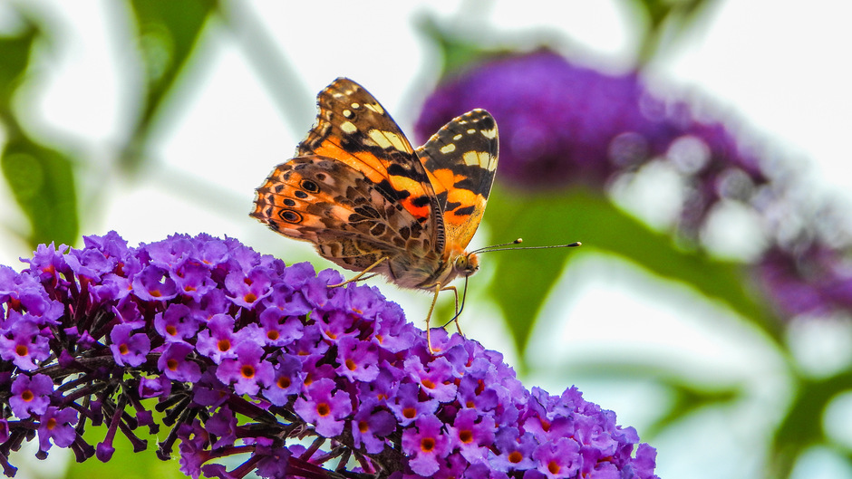 Een vlinder op een vlinderstruik.