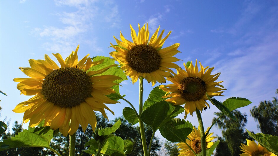zon blauwe lucht wolkjes 19 gr met zonnebloemen