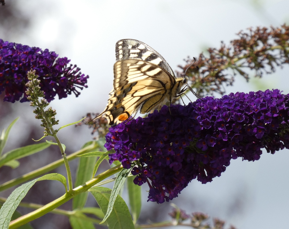 De Koninginnepage-vlindertijd-zon