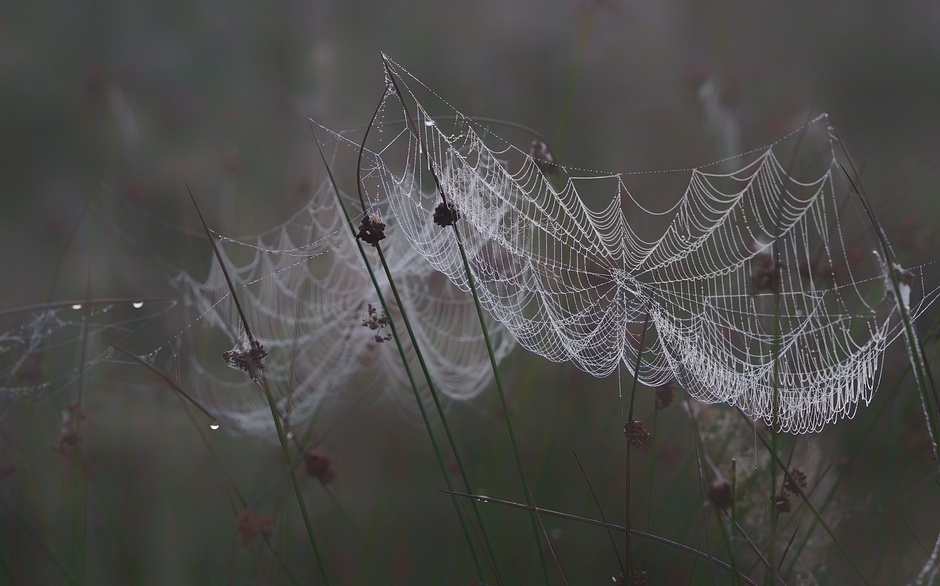 Mist, dauw , spinnenweb