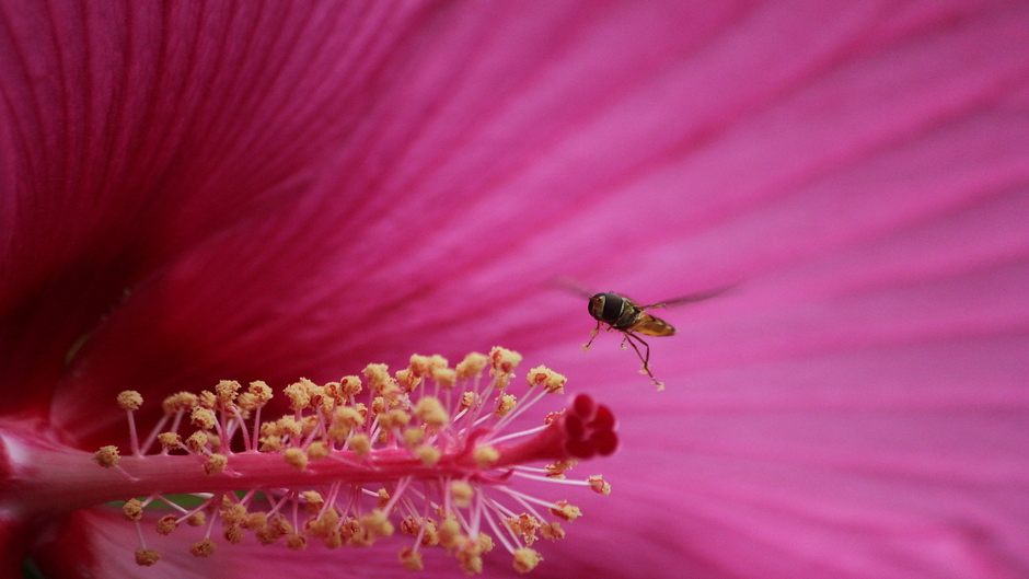 Grote bloem van Hibiscus trekt veel insecten aan, ondanks de flinke wind