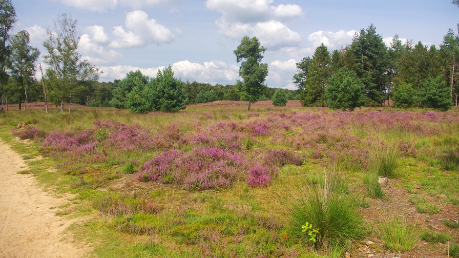 Bloeiende Heide in natuurgebeid Kampina (Brabant)