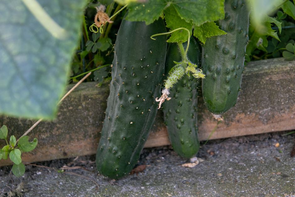 Komkommers doen het goed in de moestuin