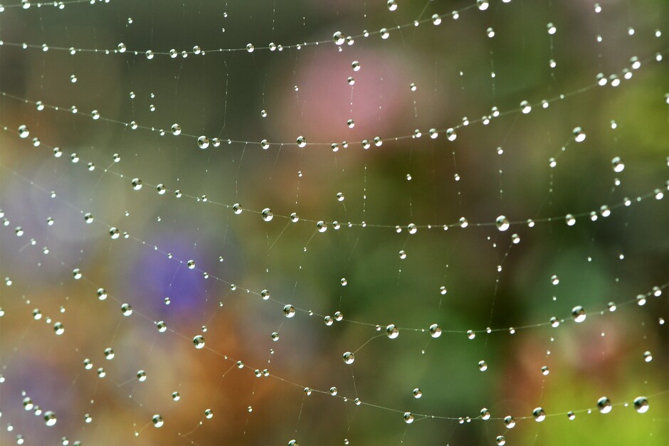 Regen, regendruppels, spinnenweb